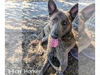 Mix DOG FOR ADOPTION RGADN-1364703 - Homer - Located in Florida - Dutch