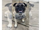 Pug DOG FOR ADOPTION RGADN-1364727 - Smooshie - Pug (short coat) Dog For