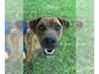 Black Mouth Cur-Labrador Retriever Mix DOG FOR ADOPTION RGADN-1364751 - Martha