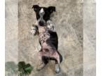 Boston Terrier Mix DOG FOR ADOPTION RGADN-1364775 - Clyde - Australian Cattle