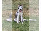 Siberian Husky DOG FOR ADOPTION RGADN-1364810 - Sable - Siberian Husky (long