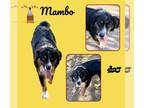 Australian Shepherd DOG FOR ADOPTION RGADN-1364813 - Mambo (Ritzy) - Australian