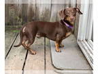 Dachshund DOG FOR ADOPTION RGADN-1364814 - Tun - Dachshund (short coat) Dog For