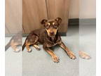 Huskies -Labrador Retriever Mix DOG FOR ADOPTION RGADN-1364876 - ADDIE - Husky /