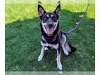 German Shepherd Dog Mix DOG FOR ADOPTION RGADN-1364896 - BOREALIS - German