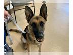 German Shepherd Dog DOG FOR ADOPTION RGADN-1364897 - AURORA - German Shepherd