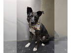Border Collie-Catahoula Leopard Dog Mix DOG FOR ADOPTION RGADN-1364906 - Harley