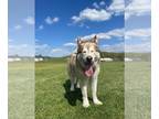 Alaskan Malamute DOG FOR ADOPTION RGADN-1364928 - Moose - Alaskan Malamute Dog