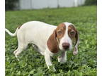Beagle Mix DOG FOR ADOPTION RGADN-1364983 - Myakka Puppy Billy - Beagle / Hound