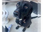 Irish Setter Mix DOG FOR ADOPTION RGADN-1365020 - Yahtzee - Irish Setter / Mixed