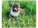 American Pit Bull Terrier-Huskies Mix DOG FOR ADOPTION RGADN-1365092 - Mason -