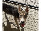 Huskies Mix DOG FOR ADOPTION RGADN-1365100 - Kibbles - Husky / Shepherd / Mixed