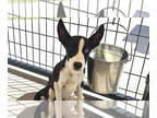 Huskies Mix DOG FOR ADOPTION RGADN-1365101 - Bits - Husky / Shepherd / Mixed Dog