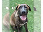 Dutch Shepherd -Mastiff Mix DOG FOR ADOPTION RGADN-1365106 - Bacon - Mastiff /