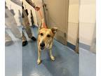 German Shepherd Dog Mix DOG FOR ADOPTION RGADN-1365141 - KATNISS - German