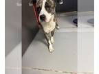 Catahoula Leopard Dog Mix DOG FOR ADOPTION RGADN-1365221 - *BOWSER - Catahoula