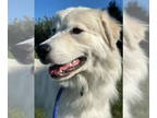 Great Pyrenees DOG FOR ADOPTION RGADN-1365257 - Talulah - Great Pyrenees (long