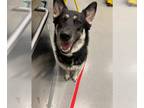 German Shepherd Dog-Siberian Husky Mix DOG FOR ADOPTION RGADN-1365267 - ECHO -