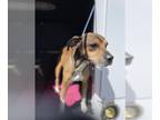 Beagle Mix DOG FOR ADOPTION RGADN-1365280 - *HORACE - Beagle / Mixed (short