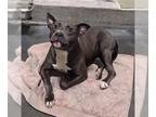 Staffordshire Bull Terrier DOG FOR ADOPTION RGADN-1365290 - NOODLES -