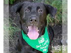 Shepradors DOG FOR ADOPTION RGADN-1365414 - Mikey - German Shepherd Dog /