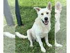 German Shepherd Dog DOG FOR ADOPTION RGADN-1365470 - FRANCO - German Shepherd