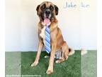 Bullmastiff Mix DOG FOR ADOPTION RGADN-1365501 - Jake - Bullmastiff / Mixed