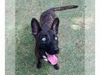 Dutch Shepherd Mix DOG FOR ADOPTION RGADN-1365506 - Rain - Dutch Shepherd /