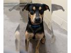 Rottweiler Mix DOG FOR ADOPTION RGADN-1365555 - CAESAR - Rottweiler / Mixed