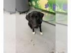 Labloodhound DOG FOR ADOPTION RGADN-1365557 - PAISLEY - Bloodhound / Labrador