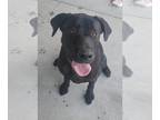 Labrador Retriever DOG FOR ADOPTION RGADN-1365567 - BOYD - Labrador Retriever