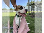 Boxer Mix DOG FOR ADOPTION RGADN-1365618 - Skye - Pretty Pooch!