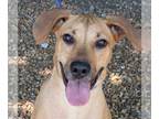 Boxer Mix DOG FOR ADOPTION RGADN-1365662 - Sweet Pea - Hound / Boxer / Mixed