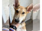 German Shepherd Dog Mix DOG FOR ADOPTION RGADN-1365700 - Chocolate - German