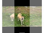 Akita-Huskies Mix DOG FOR ADOPTION RGADN-1365712 - Asha - Husky / Akita / Mixed