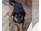 German Shepherd Dog Mix DOG FOR ADOPTION RGADN-1365714 - Bugatti - German