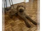 Poodle (Standard) Mix DOG FOR ADOPTION RGADN-1365728 - Dolly - Poodle (Standard)