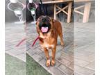 German Shepherd Dog Mix DOG FOR ADOPTION RGADN-1365731 - Luke - German Shepherd