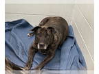 Mastiff DOG FOR ADOPTION RGADN-1365748 - ROSALIE - Mastiff (medium coat) Dog For