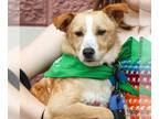 Beagle Mix DOG FOR ADOPTION RGADN-1365757 - Kyani - Beagle / Terrier / Mixed
