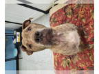 American Staffordshire Terrier Mix DOG FOR ADOPTION RGADN-1365819 - Benjamin