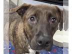 Shepradors DOG FOR ADOPTION RGADN-1365827 - Shadow K - Labrador Retriever /