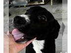 Collie-Retriever Mix DOG FOR ADOPTION RGADN-1365834 - Kate - Retriever / Collie