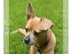 Pug Mix DOG FOR ADOPTION RGADN-1365835 - Reney - Pug / Mixed Dog For Adoption