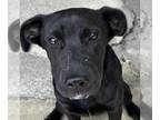 Chinese Shar-Pei-Labrador Retriever Mix DOG FOR ADOPTION RGADN-1365846 - Sweet