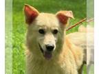 Golden Retriever Mix DOG FOR ADOPTION RGADN-1365848 - Dixon - Golden Retriever /