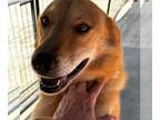Carolina Dog-German Shepherd Dog Mix DOG FOR ADOPTION RGADN-1365849 - Butter -