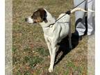 German Shorthaired Pointer Mix DOG FOR ADOPTION RGADN-1365850 - Sage Aka Sage
