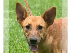 German Shepherd Dog Mix DOG FOR ADOPTION RGADN-1365853 - Abby - Belgian Shepherd