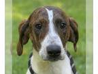 Beagle Mix DOG FOR ADOPTION RGADN-1365855 - Toodles - Beagle / Hound / Mixed Dog
